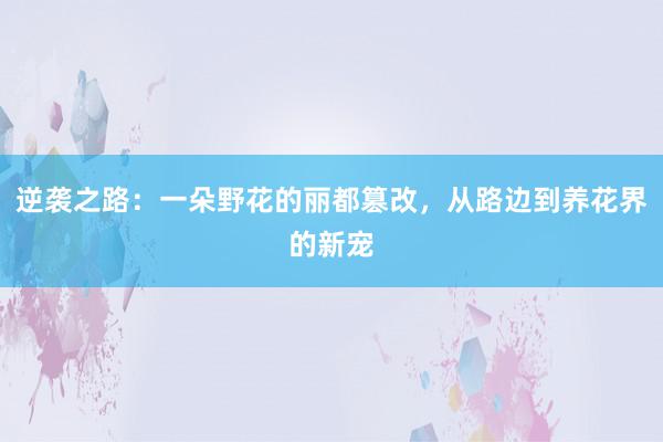 逆袭之路：一朵野花的丽都篡改，从路边到养花界的新宠